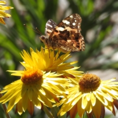 Vanessa kershawi at Acton, ACT - 19 Dec 2022 03:37 PM