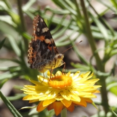 Vanessa kershawi at Acton, ACT - 19 Dec 2022 03:37 PM