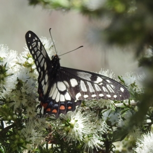 Papilio anactus at Acton, ACT - 19 Dec 2022