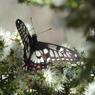 Papilio anactus (Dainty Swallowtail) at ANBG - 19 Dec 2022 by HelenCross