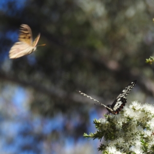 Papilio anactus at Acton, ACT - 19 Dec 2022 03:51 PM