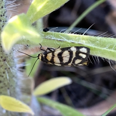 Asura lydia (Lydia Lichen Moth) at Googong, NSW - 20 Dec 2022 by Wandiyali