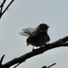 Rhipidura albiscapa (Grey Fantail) at Narooma, NSW - 5 Dec 2022 by GlossyGal