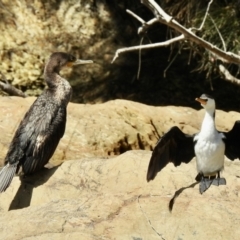 Phalacrocorax carbo (Great Cormorant) at Narooma, NSW - 5 Dec 2022 by GlossyGal