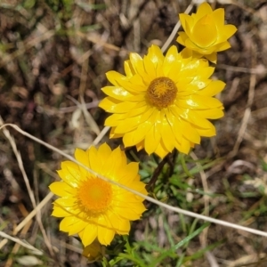 Xerochrysum viscosum at Stromlo, ACT - 20 Dec 2022 12:34 PM