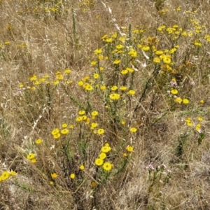 Xerochrysum viscosum at Stromlo, ACT - 20 Dec 2022 12:34 PM