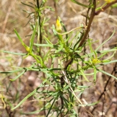 Xerochrysum viscosum at Stromlo, ACT - 20 Dec 2022 12:34 PM