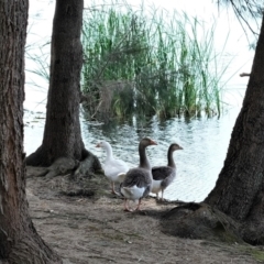 Anser anser (Greylag Goose (Domestic type)) at Yerrabi Pond - 18 Dec 2022 by TrishGungahlin