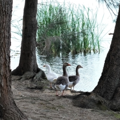 Anser anser (Greylag Goose (Domestic type)) at Gungahlin, ACT - 18 Dec 2022 by TrishGungahlin