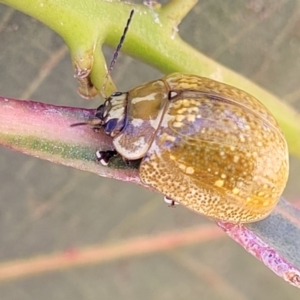 Paropsisterna cloelia at Stromlo, ACT - 20 Dec 2022 12:25 PM