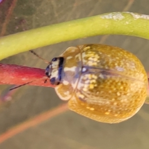 Paropsisterna cloelia at Stromlo, ACT - 20 Dec 2022 12:25 PM