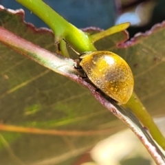 Paropsisterna cloelia at Stromlo, ACT - 20 Dec 2022 12:25 PM