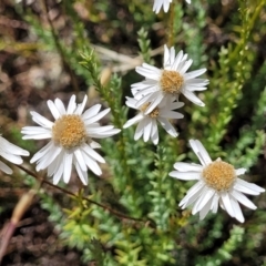 Rhodanthe anthemoides (Chamomile Sunray) at Molonglo River Reserve - 20 Dec 2022 by trevorpreston