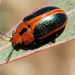 Calomela curtisi at Stromlo, ACT - 20 Dec 2022 12:36 PM