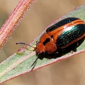 Calomela curtisi at Stromlo, ACT - 20 Dec 2022 12:36 PM