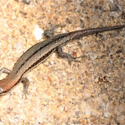 Lampropholis guichenoti (Common Garden Skink) at Jamberoo, NSW - 19 Dec 2022 by plants