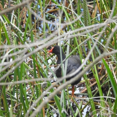 Gallinula tenebrosa (Dusky Moorhen) at North Narooma, NSW - 6 Dec 2022 by GlossyGal