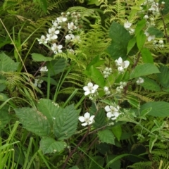 Rubus fruticosus species aggregate (Blackberry) at Kianga, NSW - 6 Dec 2022 by GlossyGal
