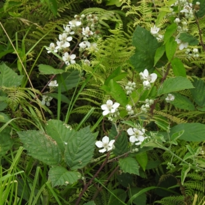 Rubus fruticosus species aggregate (Blackberry) at Kianga, NSW - 6 Dec 2022 by GlossyGal