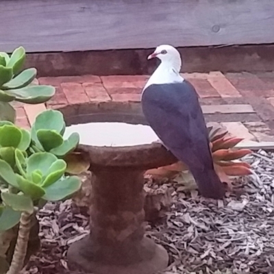 Columba leucomela (White-headed Pigeon) at Jamberoo, NSW - 5 May 2022 by plants