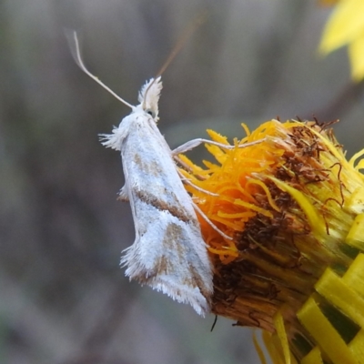 Heliocosma argyroleuca (A tortrix or leafroller moth) at Stromlo, ACT - 15 Dec 2022 by HelenCross