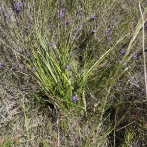 Caesia calliantha at Gungahlin, ACT - 20 Dec 2022