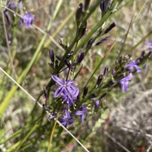 Caesia calliantha at Gungahlin, ACT - 20 Dec 2022 02:46 PM