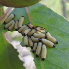 Paropsis atomaria at Stromlo, ACT - 18 Dec 2022