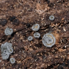 Proliferodiscus pulveraceus at Molonglo Valley, ACT - 26 Oct 2003 by Heino1