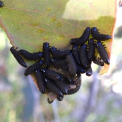 Paropsisterna sp. (genus) (A leaf beetle) at Stromlo, ACT - 18 Dec 2022 by HelenCross