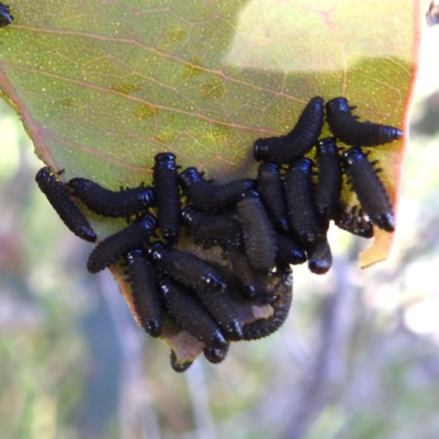 Paropsisterna sp. (genus) (A leaf beetle) at Stromlo, ACT - 18 Dec 2022 by HelenCross