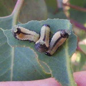 Paropsisterna cloelia at Stromlo, ACT - 18 Dec 2022