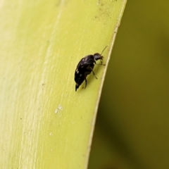 Mordellidae (family) (Unidentified pintail or tumbling flower beetle) at Pambula Beach, NSW - 20 Dec 2022 by KylieWaldon