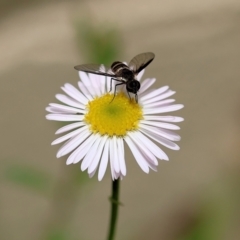 Villa sp. (genus) (Unidentified Villa bee fly) at Pambula Beach, NSW - 20 Dec 2022 by KylieWaldon