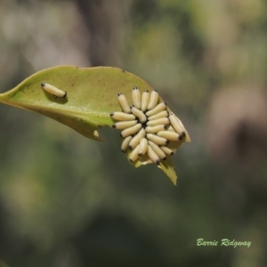 Paropsisterna cloelia at Coree, ACT - 18 Dec 2022