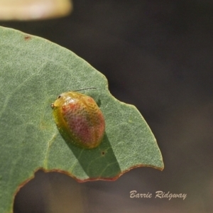 Paropsisterna fastidiosa at Coree, ACT - 18 Dec 2022