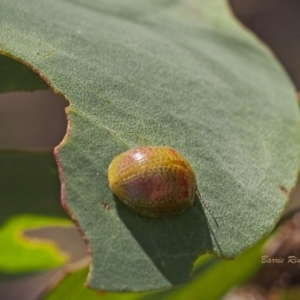 Paropsisterna fastidiosa at Coree, ACT - 18 Dec 2022