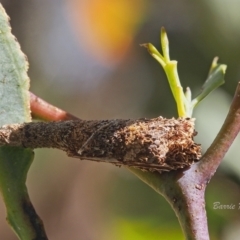 Lepidoscia (genus) IMMATURE (Unidentified Cone Case Moth larva, pupa, or case) at Coree, ACT - 17 Dec 2022 by BarrieR