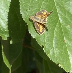 Ocybadistes walkeri (Green Grass-dart) at Theodore, ACT - 20 Dec 2022 by Cardy