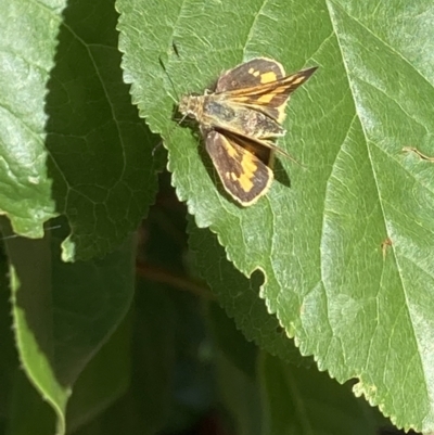 Ocybadistes walkeri (Green Grass-dart) at Theodore, ACT - 20 Dec 2022 by Cardy