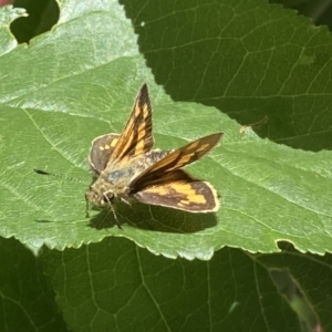 Ocybadistes walkeri at Theodore, ACT - 20 Dec 2022