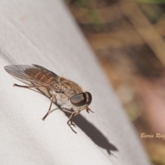 Dasybasis sp. (genus) (A march fly) at Woodstock Nature Reserve - 17 Dec 2022 by BarrieR