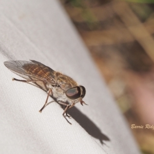 Dasybasis sp. (genus) at Coree, ACT - 18 Dec 2022