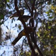 Anthochaera carunculata at Greenleigh, NSW - 30 Nov 2022