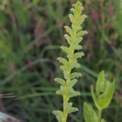 Microtis sp. (Onion Orchid) at Kambah, ACT - 20 Nov 2022 by BarrieR