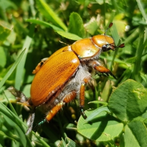 Anoplognathus brunnipennis at Kambah, ACT - 20 Dec 2022