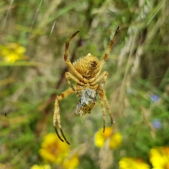 Araneinae (subfamily) (Orb weaver) at Kambah, ACT - 20 Dec 2022 by MatthewFrawley