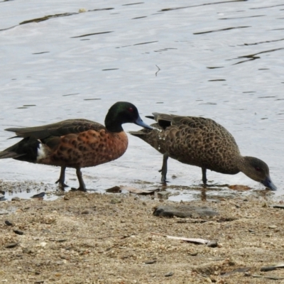 Anas castanea (Chestnut Teal) at Nelligen, NSW - 6 Dec 2022 by GlossyGal