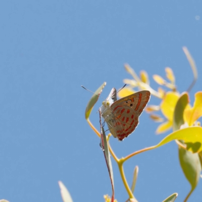 Hypochrysops delicia (Moonlight Jewel) at Ainslie, ACT - 19 Dec 2022 by DPRees125