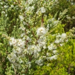 Kunzea ambigua (White Kunzea) at Isaacs, ACT - 20 Dec 2022 by Mike